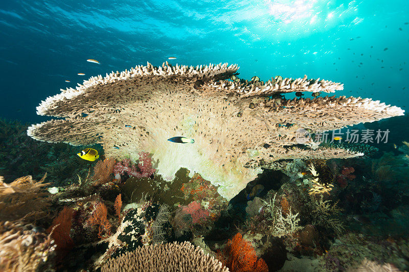 雄伟的桌珊瑚，Acropora sp.，科莫多国家公园，印度尼西亚